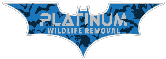 Big Rapids Wildlife Removal